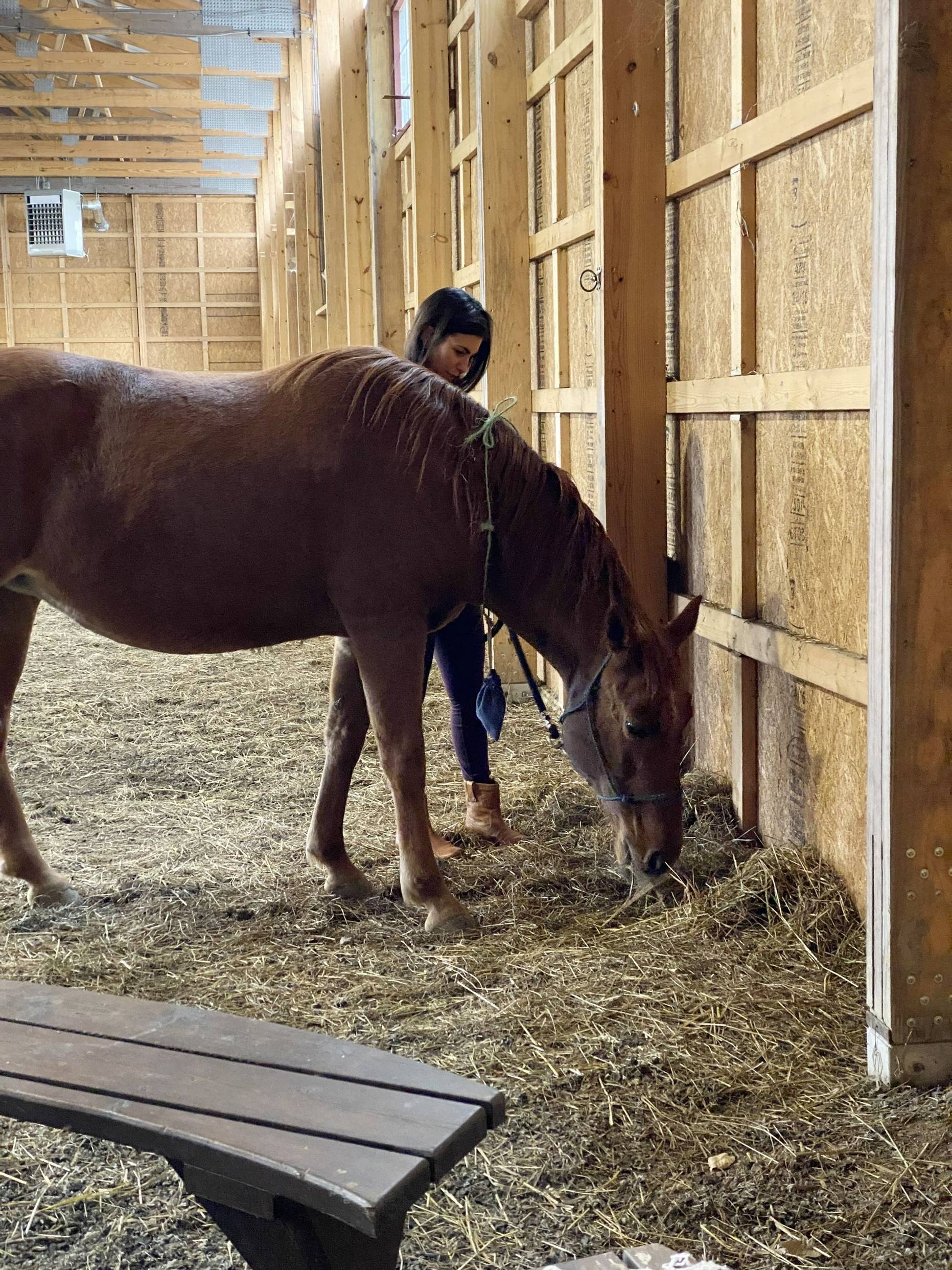 Equine therapy
